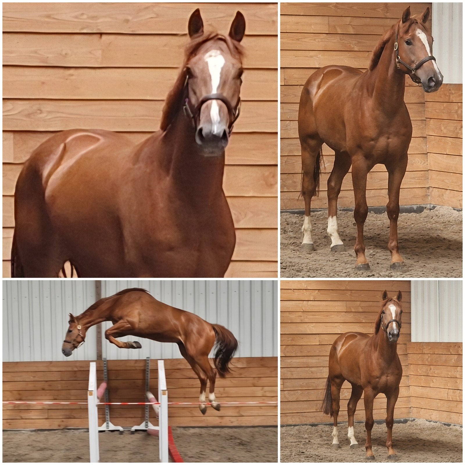 Deze week halen: 3750 euro!, Dieren en Toebehoren, Paarden, Met stamboom, Springpaard, Ruin, 3 tot 6 jaar