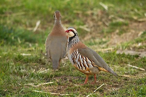 0,2 Rode Patrijs gezocht, Dieren en Toebehoren, Pluimvee, Vrouwelijk, Overige soorten