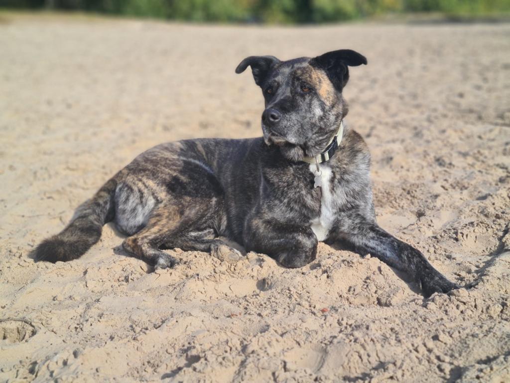 Gezocht Akita - Cane Corso pup Gezocht, Overige rassen, 8 tot 15 weken, Meerdere dieren, Eén hond