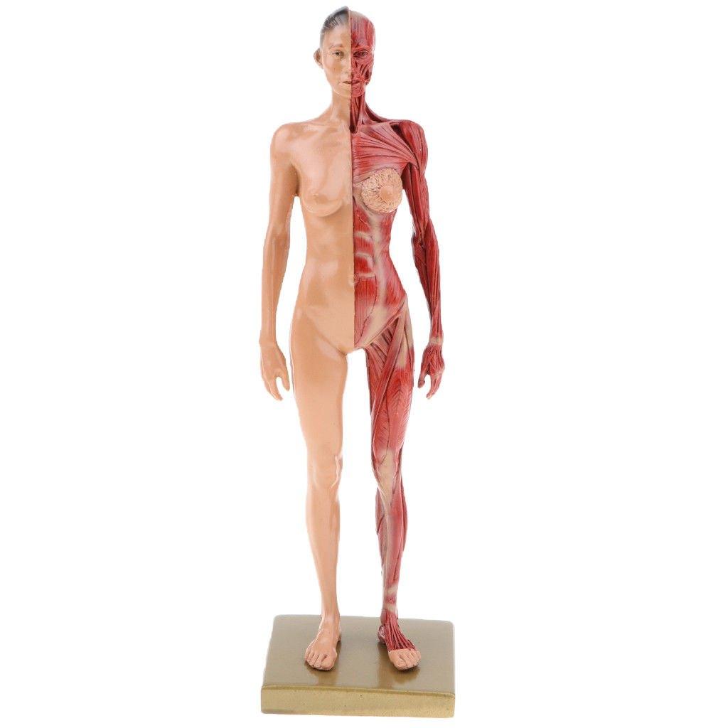 Vrouwelijk Menselijk Lichaam Spieren Anatomie Model / School, Verzenden, Nieuw