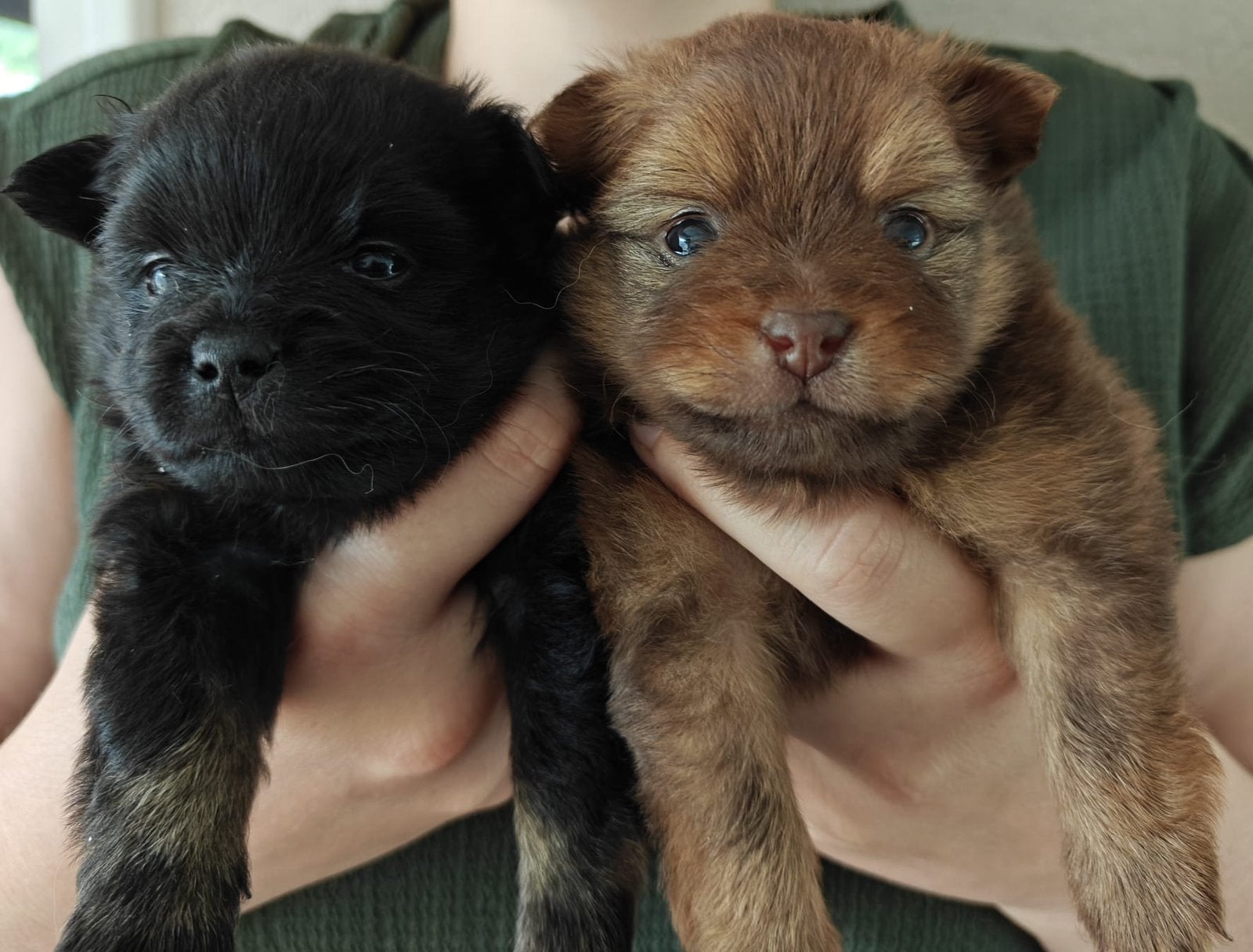 Dwergkees Pomeriaan pups, Keeshond, Reu, 8 tot 15 weken, Parvo