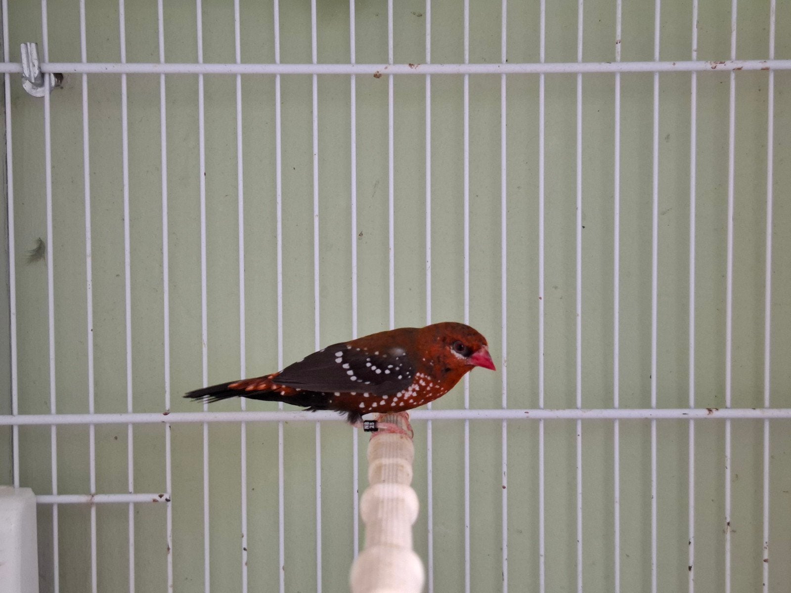 koppel tijgervinkjes, Meerdere dieren, Geringd