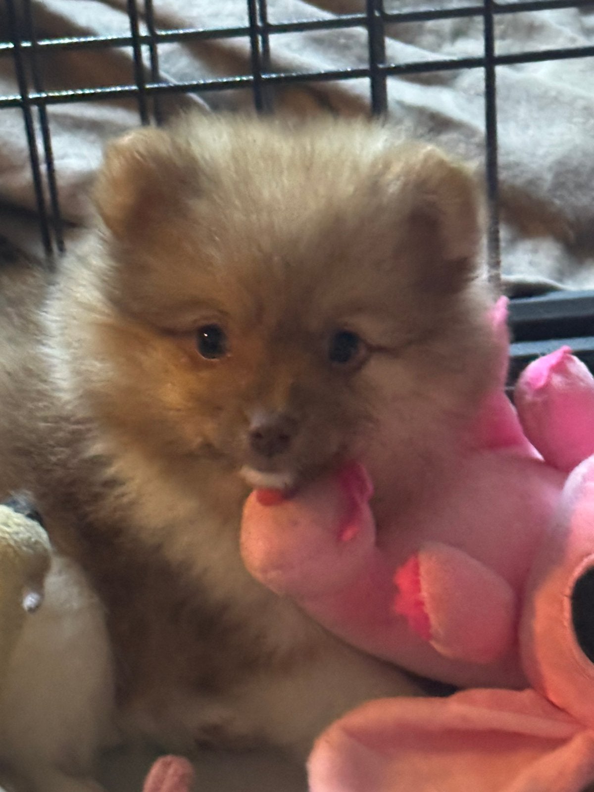 Pomeriaan pups 🩷🐶 mogen verhuizen, Parvo, Overige rassen, 8 tot 15 weken, Teef