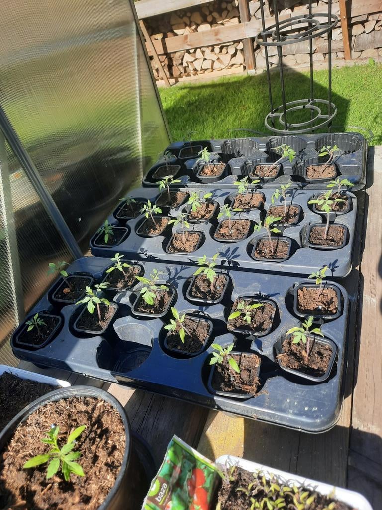 Tomaten en komkommers te koop, Ophalen of Verzenden, Nieuw