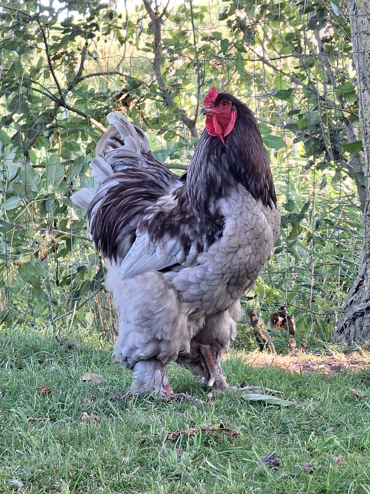 Brahma broedeieren groothoender, Dieren en Toebehoren, Pluimvee, Geslacht onbekend, Kip