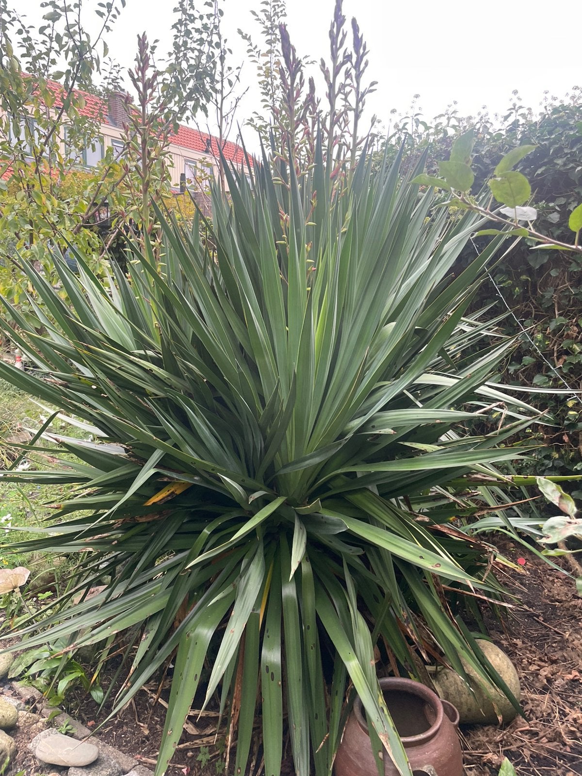 Yucca filamentosa, Tuin en Terras, Ophalen, Vaste plant, Overige soorten, Volle zon