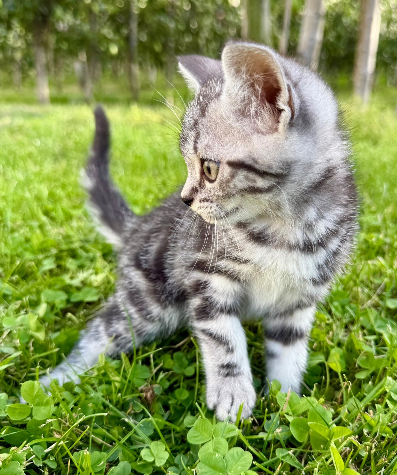 🐾Lieve Britse korthaar kitten kater whiskas  met stamboom, Meerdere dieren, Met stamboom, 0 tot 2 jaar