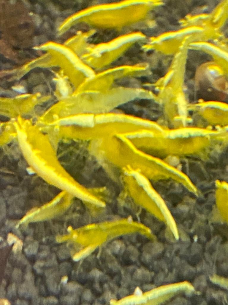Yellow Sakura Neon Backstripe OE (orange eyes ( gouden oden), Kreeft, Krab of Garnaal, Zoetwatervis