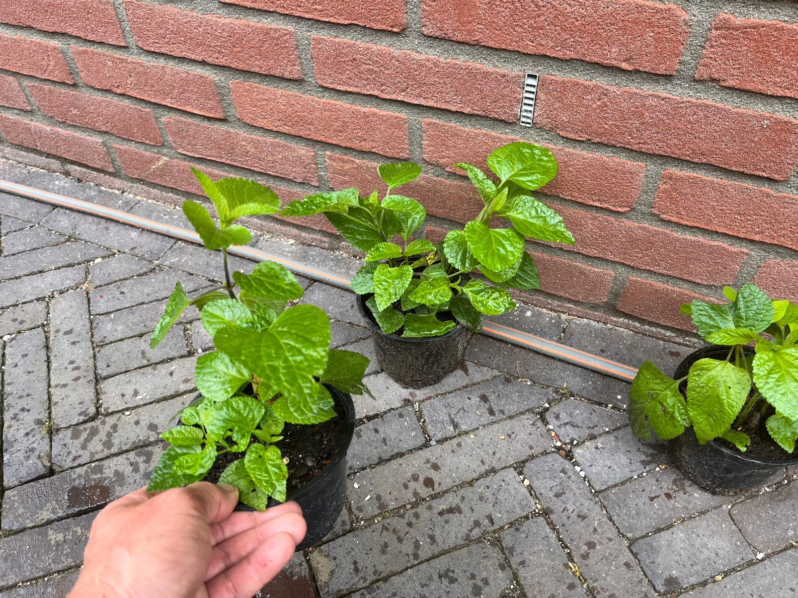 Salvia amistad, Ophalen, Overige soorten, Volle zon