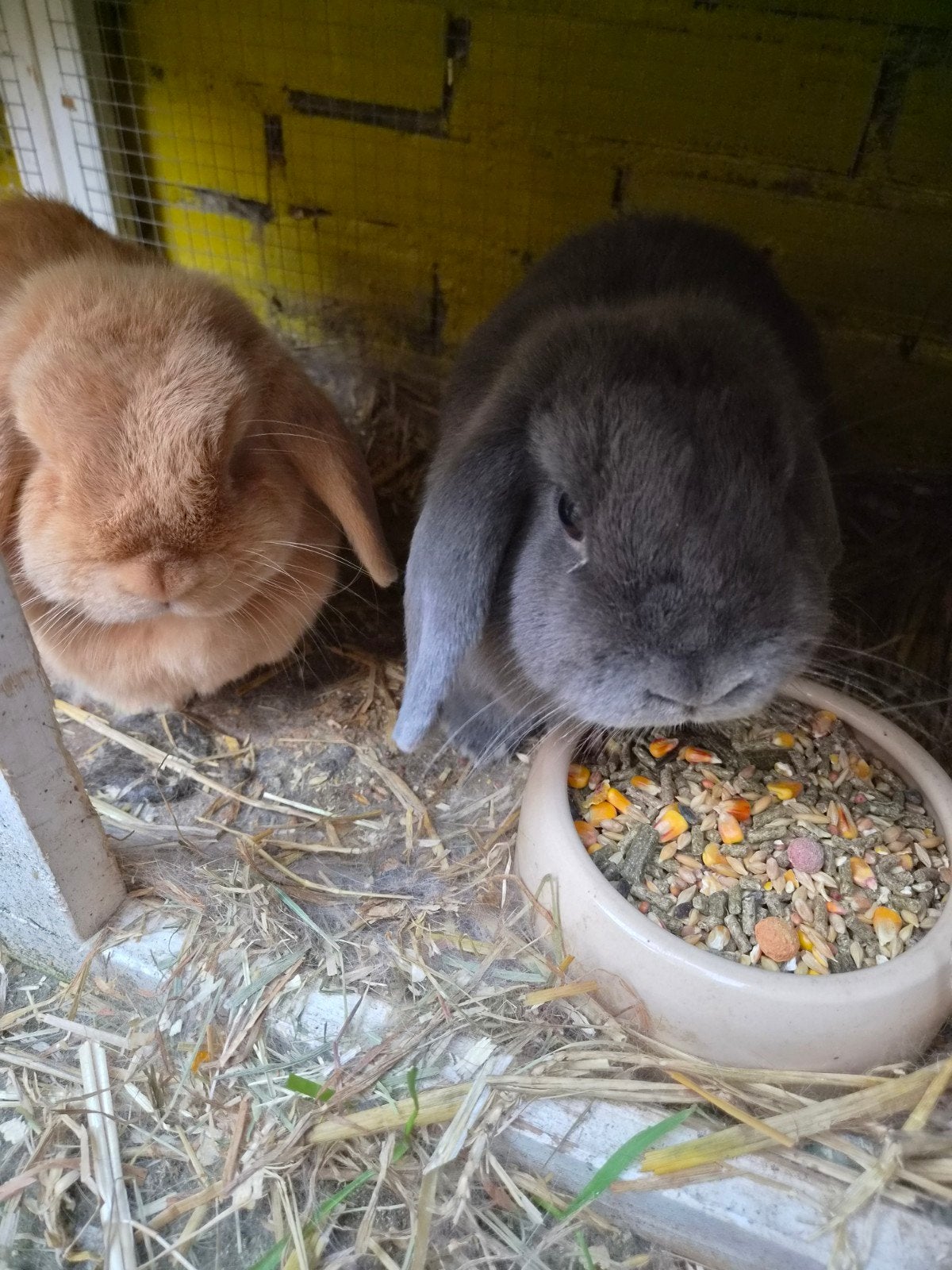 konijnen met toebehoren, Dieren en Toebehoren, Konijnen