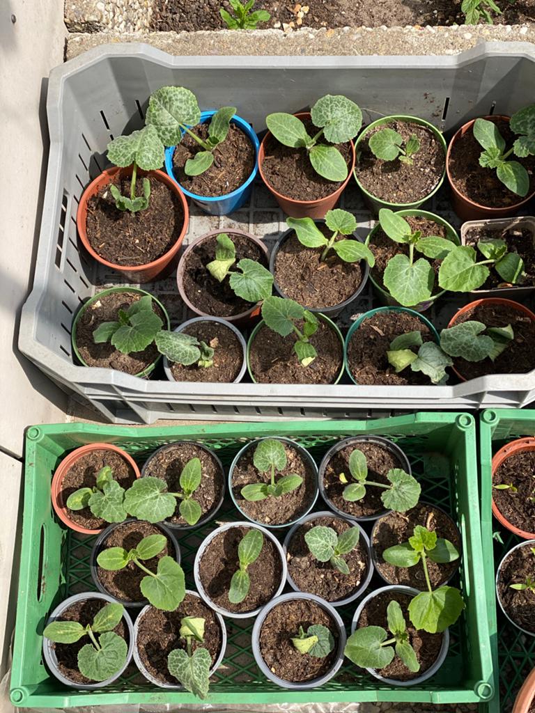 Courgette plantjes - Vers en klaar om te planten!, Ophalen, Volle zon, Groenteplanten, Eenjarig
