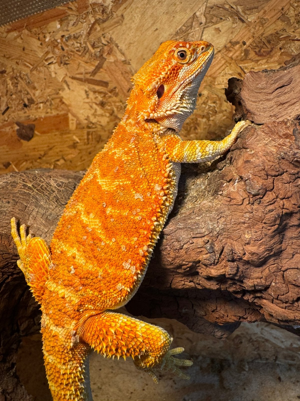 Mooie geel/oranje gekleurde baardagaam Bearded Dragon photo 3