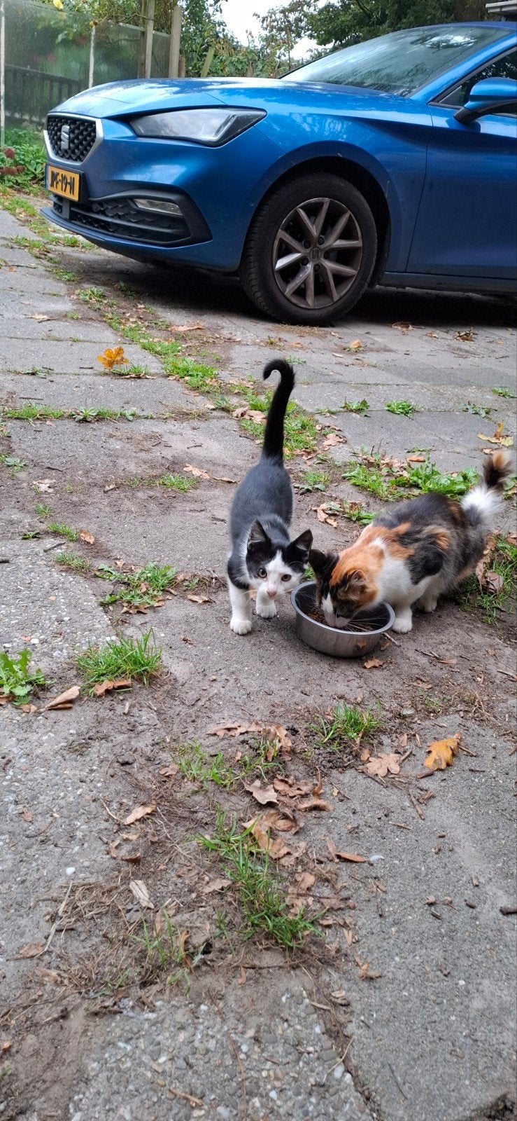 Kitten zwart wit, Dieren en Toebehoren, Geslacht onbekend, 0 tot 2 jaar