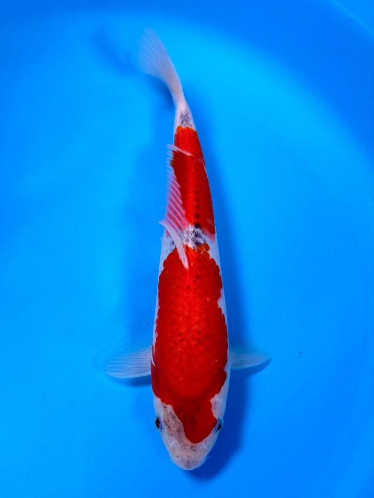 HQ Goshiki | Conias Tateshita Tosai | 25-30 cm, Karper of Koi