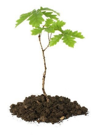 80 Quercus robur, zomereik(jes), jonge planten, inheems, Tuin en Terras, Overige soorten, Lente, 400 cm of meer, Ophalen