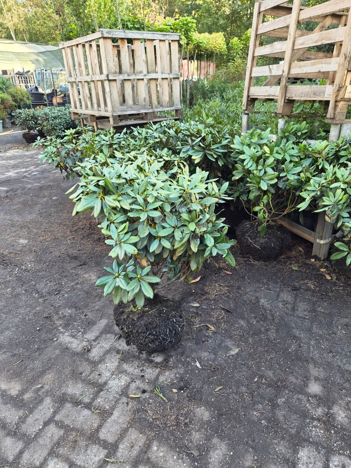 Rhododendron Fantastica - Prachtige Bloeiende Struik, Tuin en Terras, Vaste plant, Halfschaduw, Lente, Ophalen