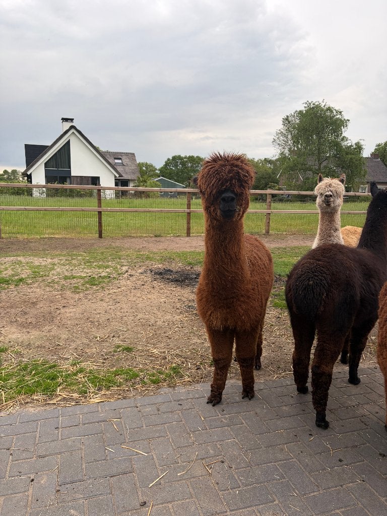 Merrie te koop!, Dieren en Toebehoren, Overige Dieren, Juli, Vrouwelijk
