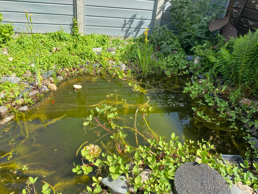 Natuurlijke vijverbak met goudvissen, Ophalen, Gebruikt