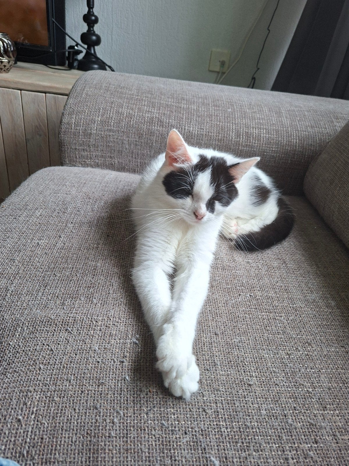 Wie heeft er knuffels over?, Dieren en Toebehoren, Poes