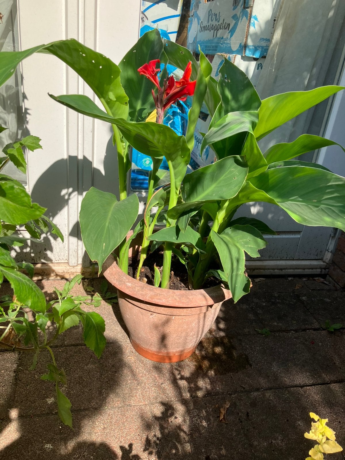 Canna (tuinplant) zonder pot, Tuin en Terras, Planten | Tuinplanten, Ophalen, Overige soorten, Volle zon