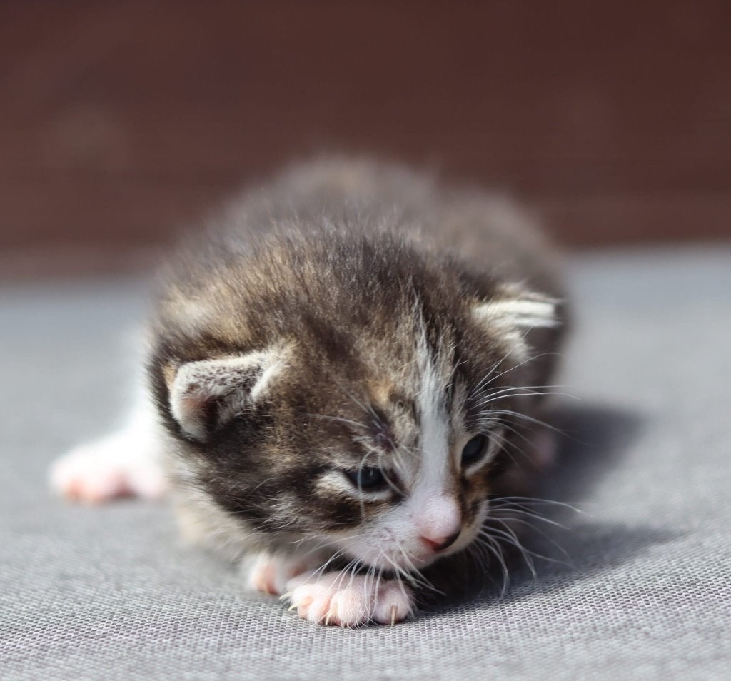 Kittens zoeken een nieuw warm mandje, Meerdere dieren, Ontwormd, 0 tot 2 jaar