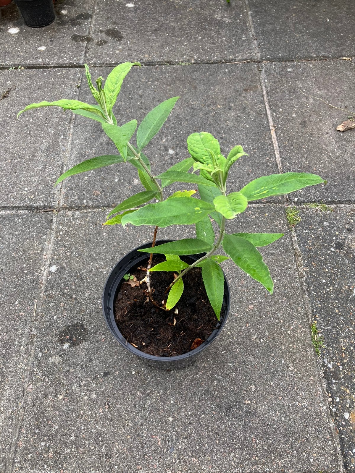 Vlinderstruik/ Buddleja paars, Ophalen, Overige soorten, Volle zon