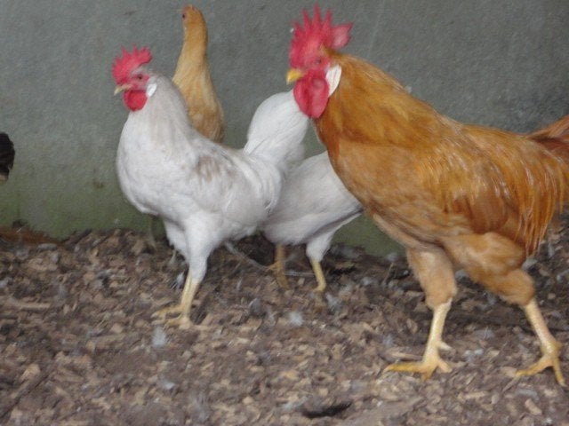 Diverse soorten ras kippen, Leghennen, krielkippen,
Jonge Le, Dieren en Toebehoren, Meerdere dieren, Kip