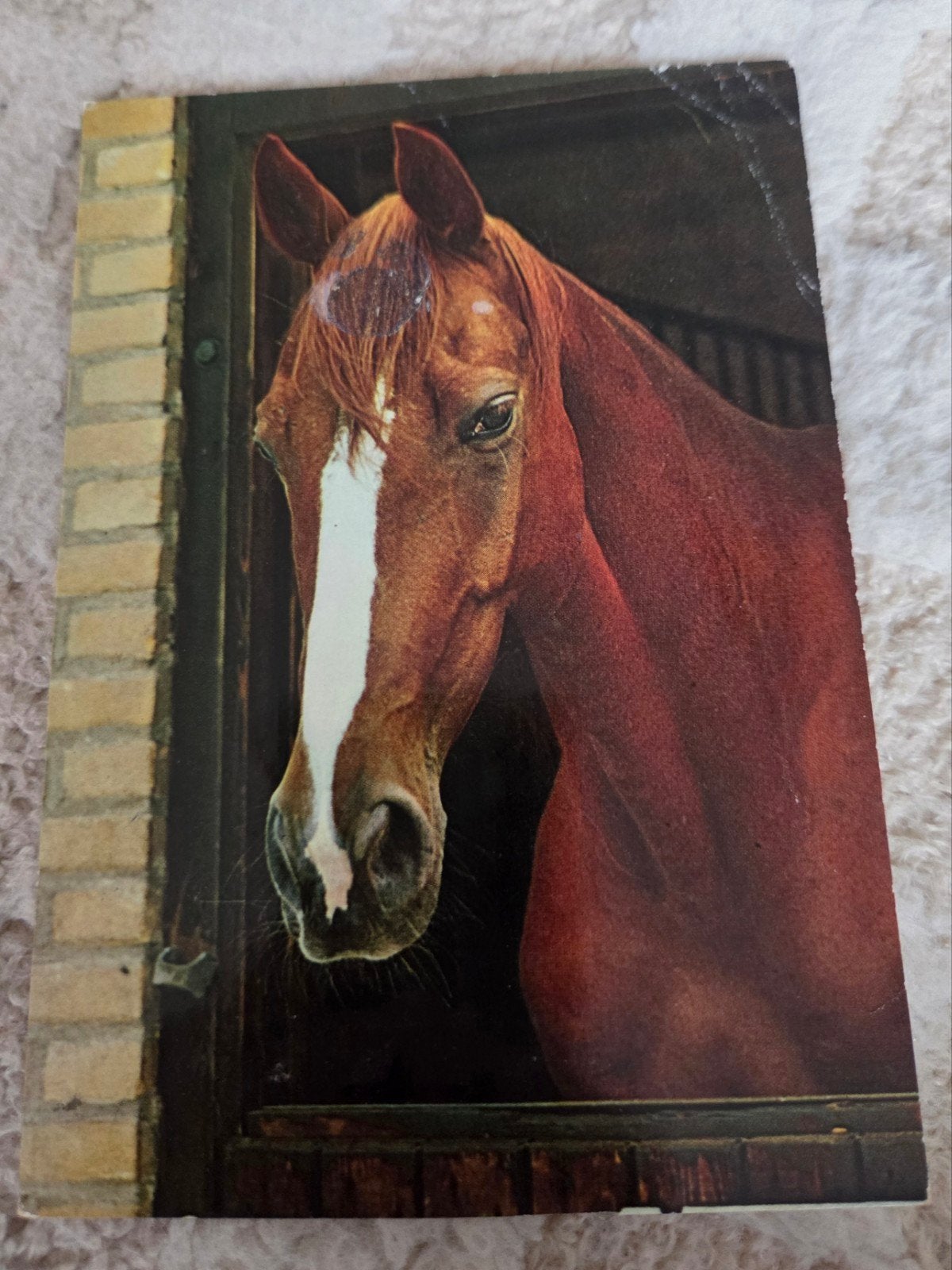 Oude ansichtkaart met paard, Verzamelen, Verzenden, 1980 tot heden, Gelopen, Paard