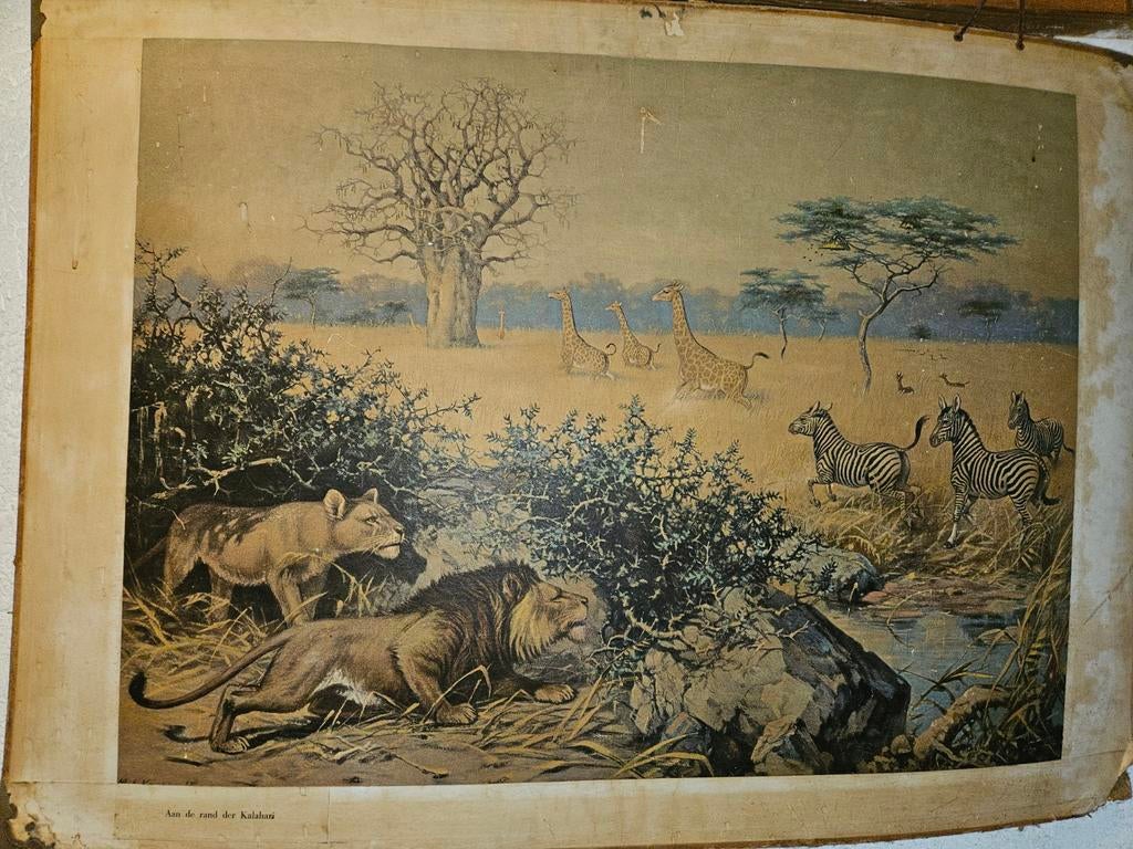 Schoolplaat 'Aan de rand der Kalahari' - Afrikaanse Savanne, Ophalen