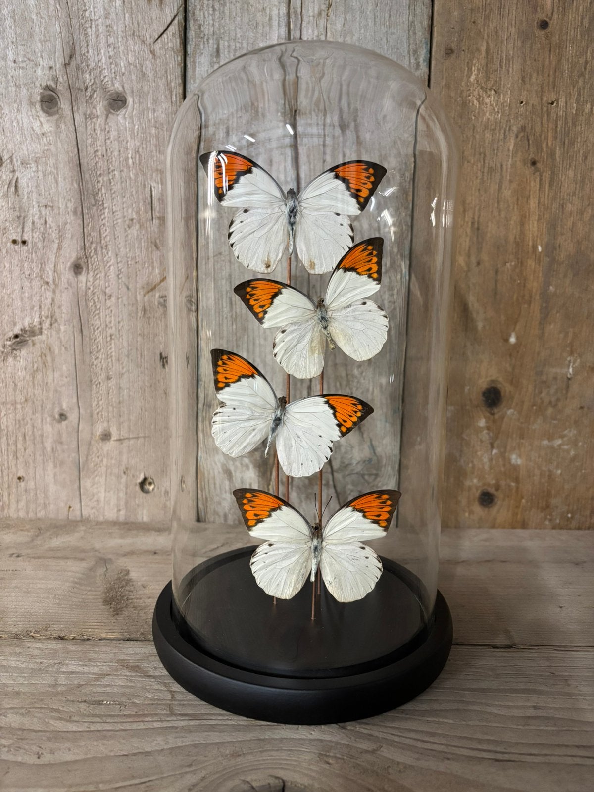 Mooie stolp met 4x groot oranje tip vlinders, Ophalen of Verzenden, Nieuw, Insect, Opgezet dier