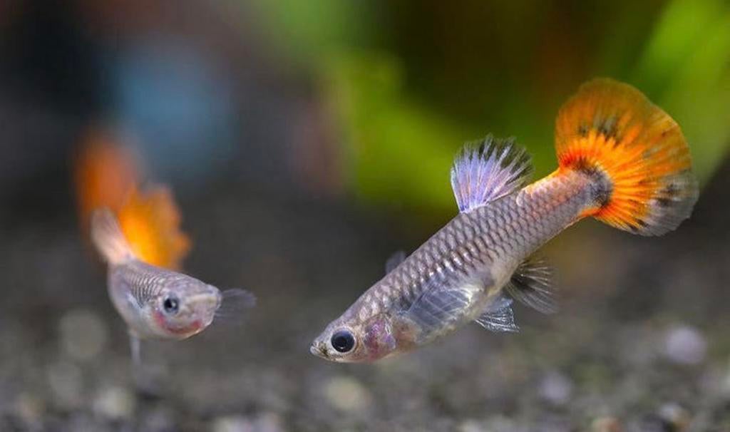 Dumbo ear guppy vrouwtjes., Vis, Zoetwatervis