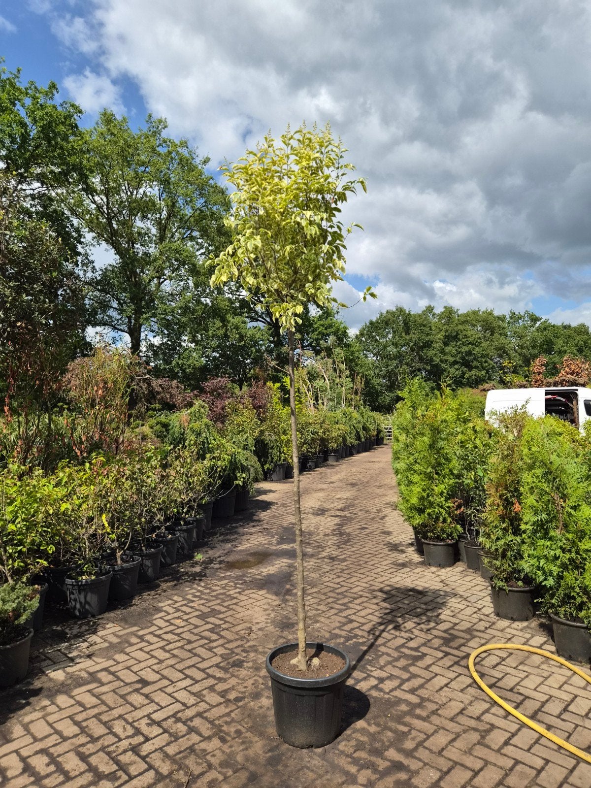 Ligustrum Excelsum Superbum - Bonte Liguster Boom, Tuin en Terras, Ophalen, Liguster, Struik, 250 cm of meer