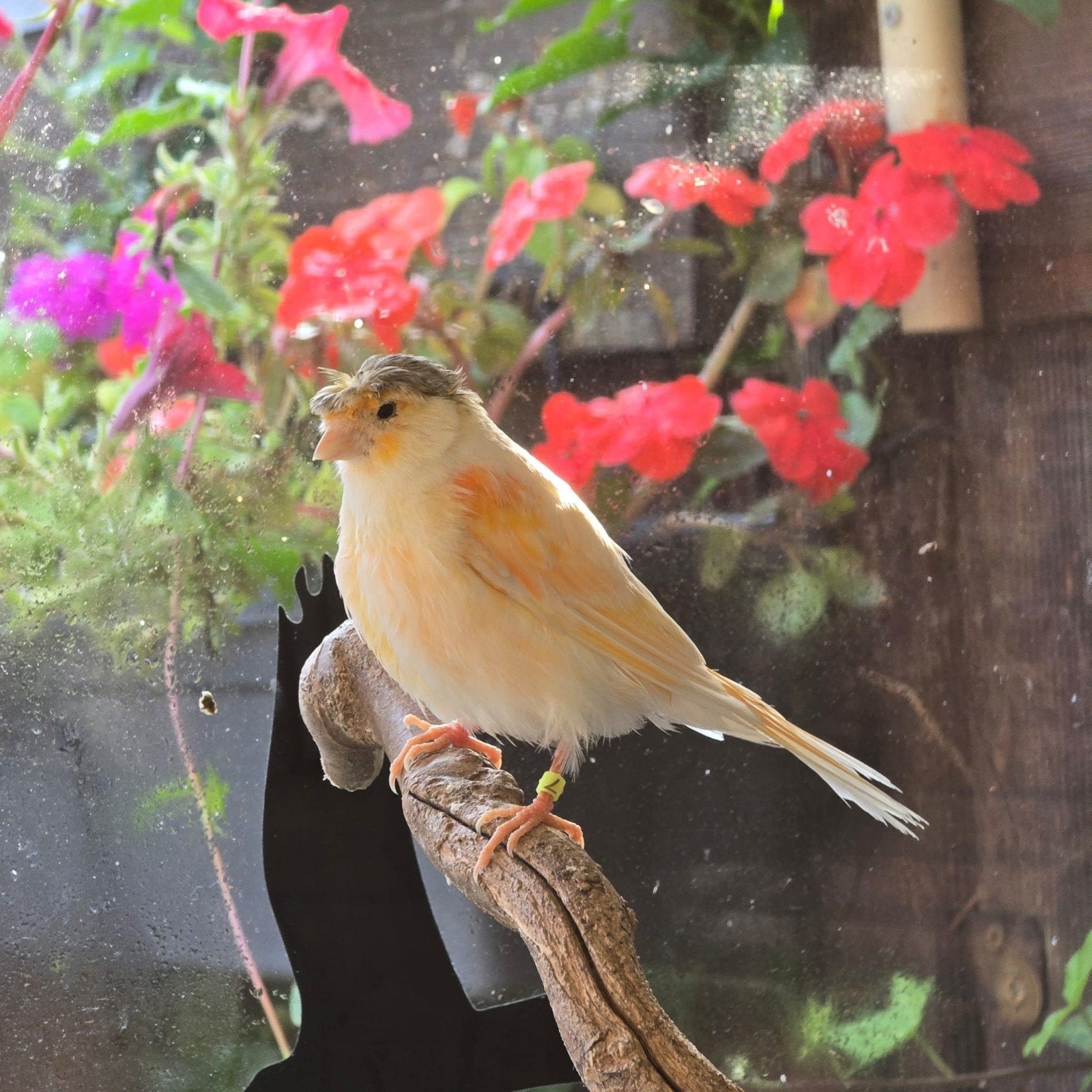 Harlekijn kanarie. Zeer mooi! 4 stuks!, Meerdere dieren