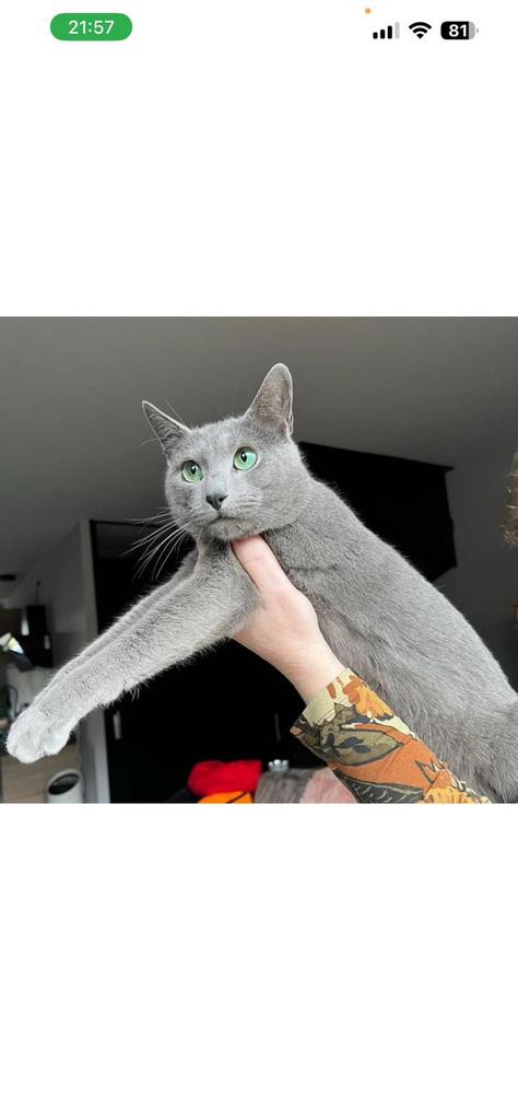 Dekkater blauwe rus, Meerdere dieren, Gechipt, 0 tot 2 jaar
