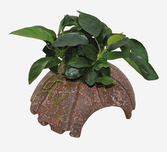 Mooie sterke plant op kokosnoot - Anubias Nana, Vis, Zoetwatervis
