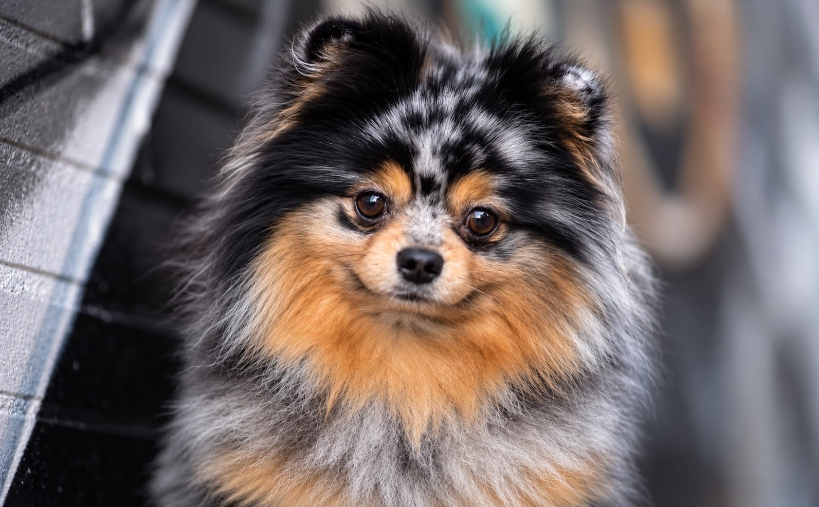 Merle en tan pomeriaan dekreu, Dieren en Toebehoren, Particulier, Reu, Buitenland, Parvo