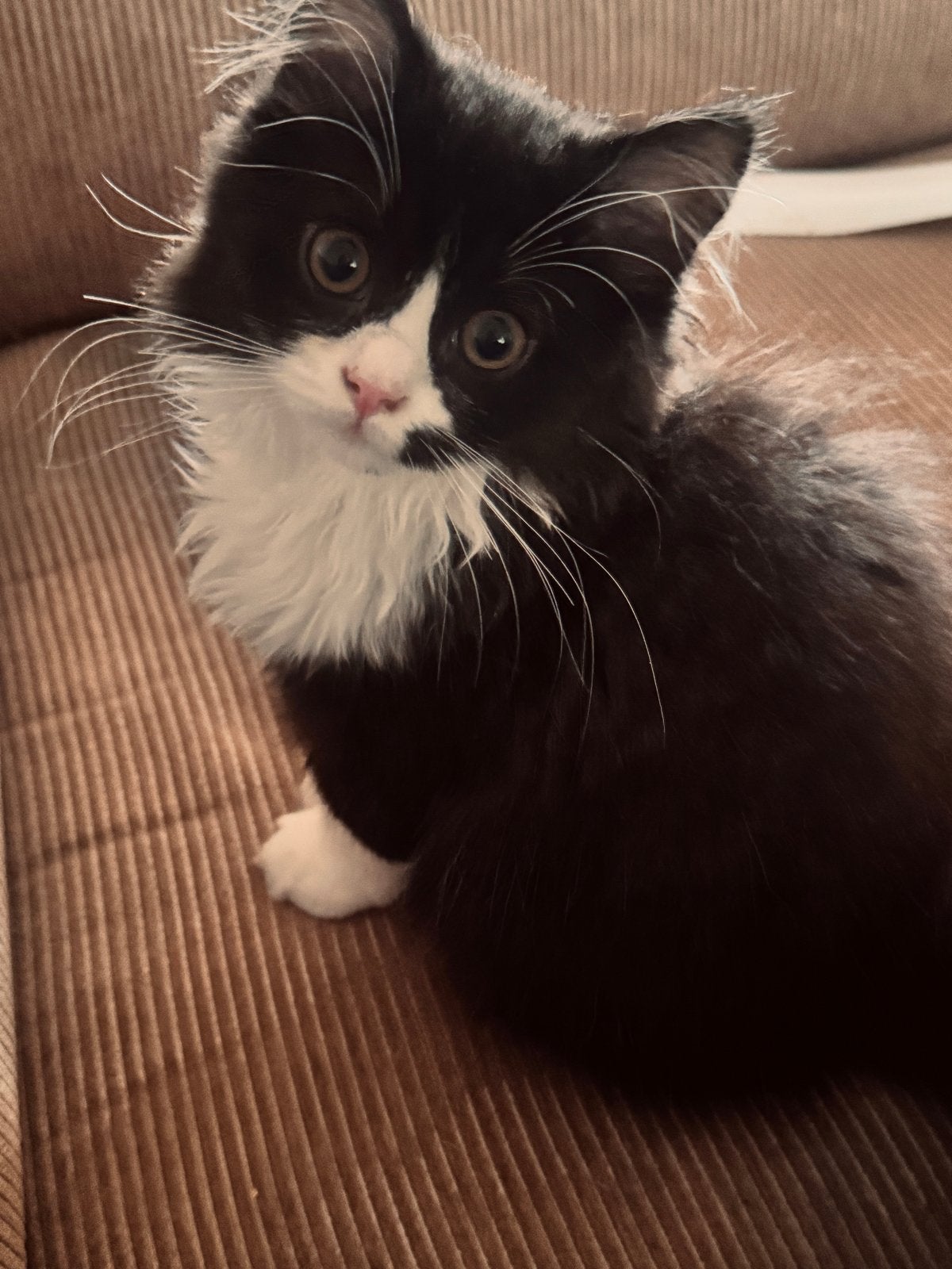 Britse korthaar en langhaar kittens️ mogen verhuizen, Dieren en Toebehoren, Katten en Kittens | Raskatten | Korthaar, Meerdere dieren