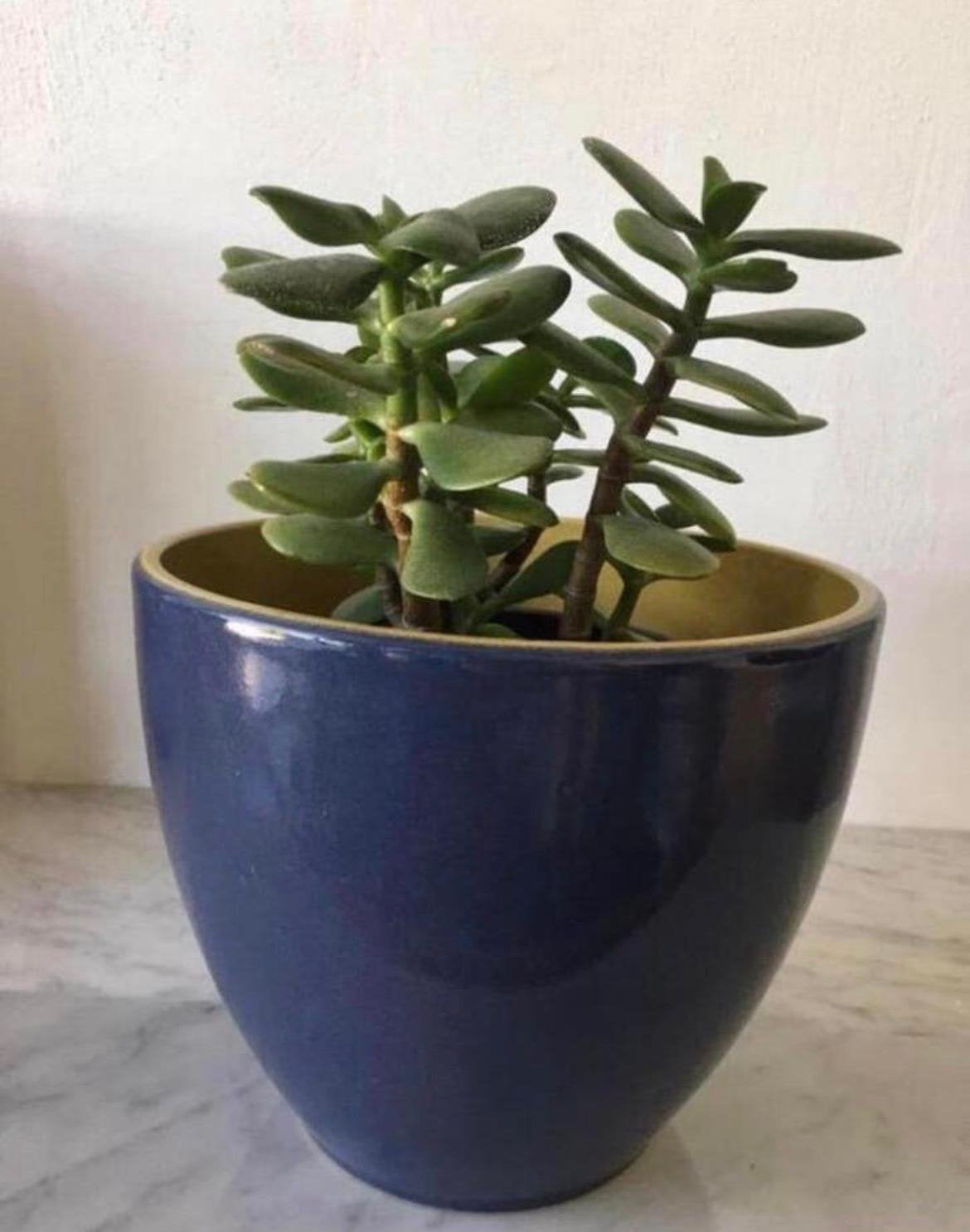 Grote keramische terracotta bloempot vintage’60, Tuin en Terras, Ophalen, Rond, Binnen, Zo goed als nieuw