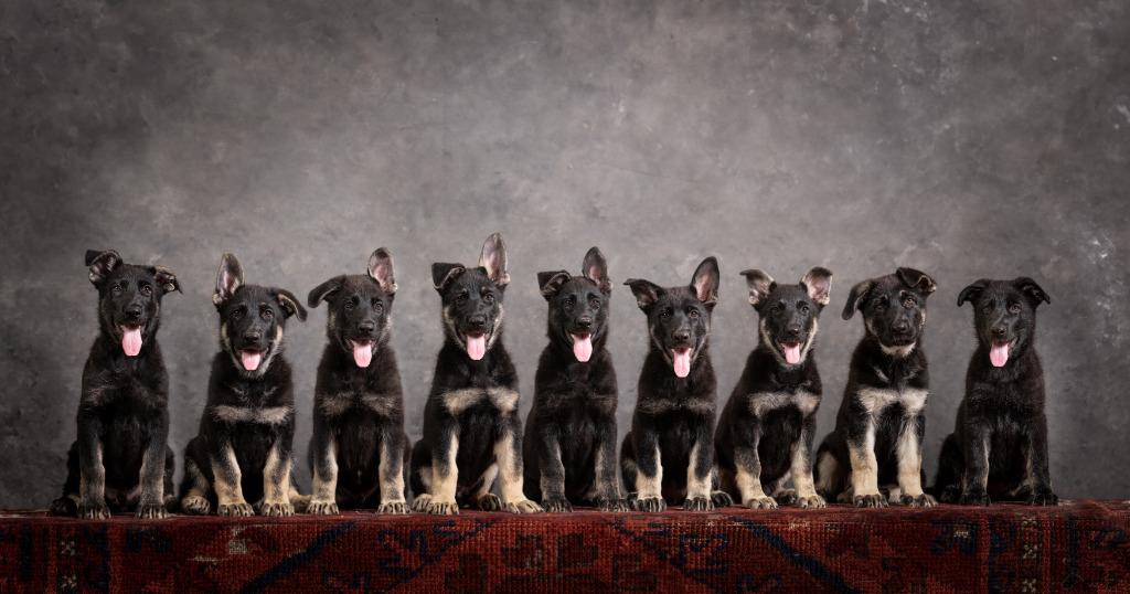 Oost Europese Herder / VEO puppies FCI Kennel Be Pawsitive, Particulier, Overige rassen, 8 tot 15 weken, Buitenland