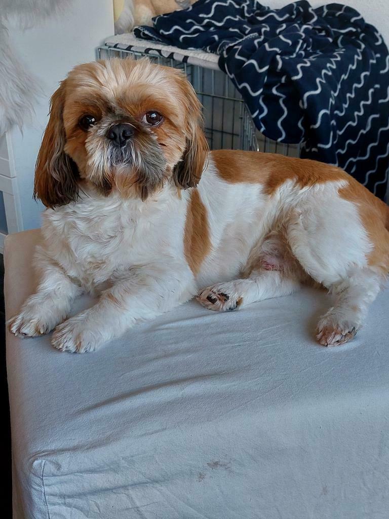 Dekreu shi tzu (niet te koop), Dieren en Toebehoren, Honden | Dekreuen, Reu, Parvo, Eén hond, 3 tot 5 jaar