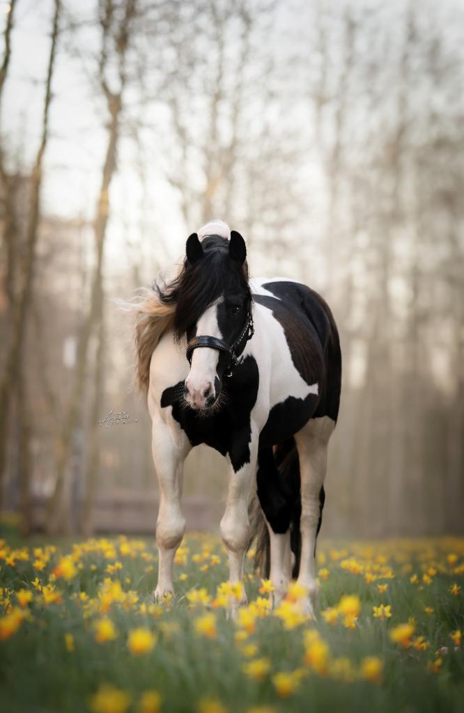 Ter dekking Homozygoot Tobiano Barock Pinto dekhengst, Hengst