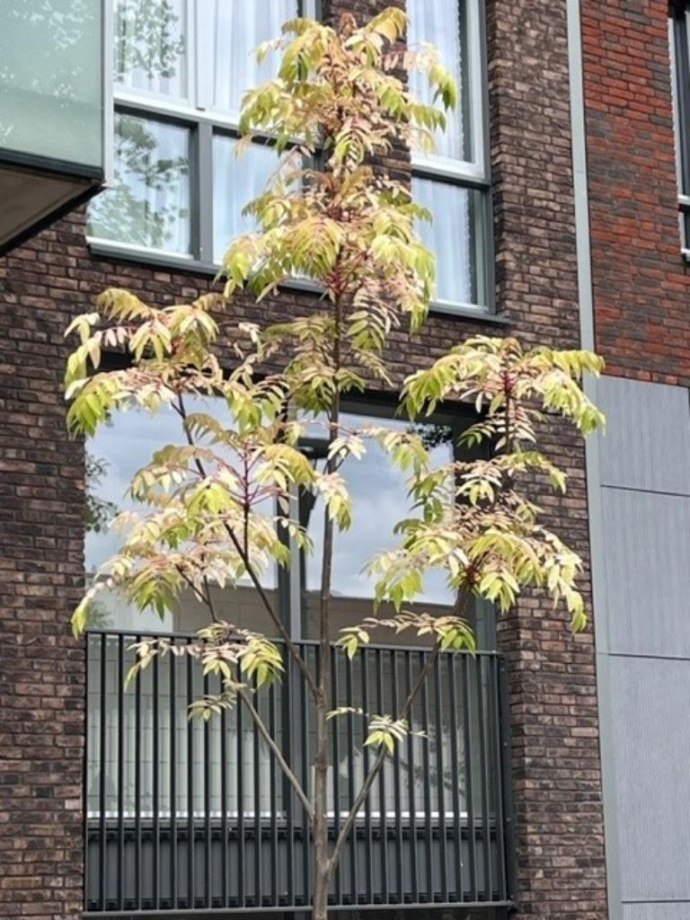 Toona sinensis 'Flamingo' UIENSOEPBOOM, exclusief en eetbaar, Overige soorten, 100 tot 250 cm, Zomer, Ophalen