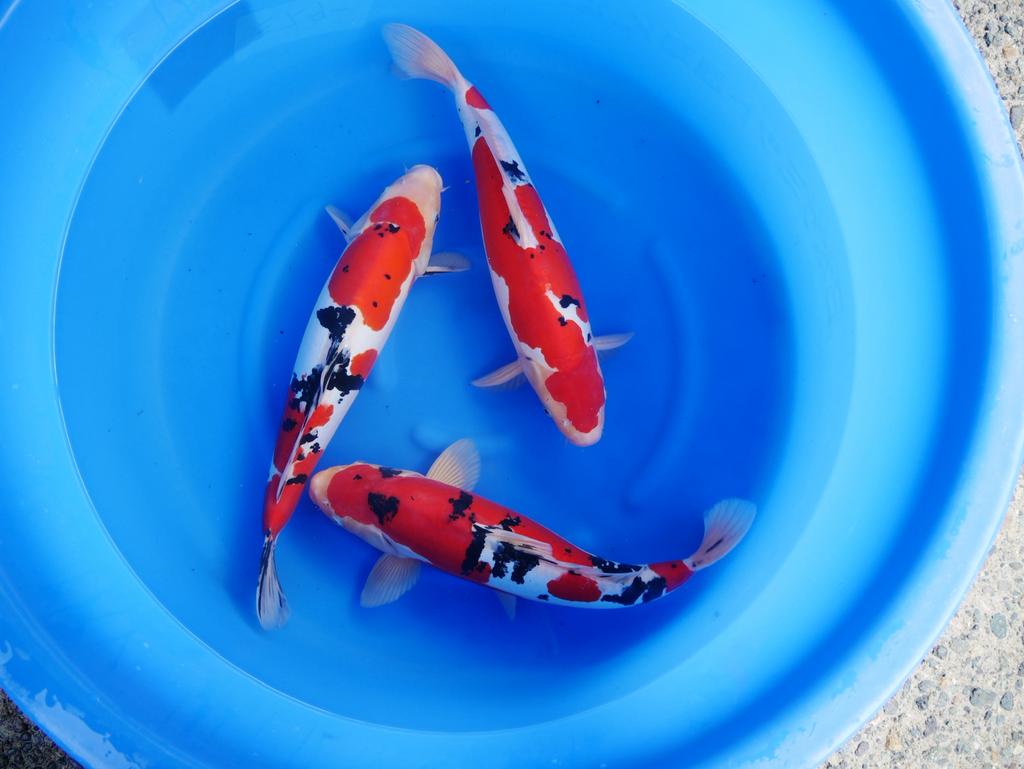 Hq doitsu sanke super japanse koi sellectie bij HEESCHKOI, Dieren en Toebehoren, Vissen | Vijvervissen