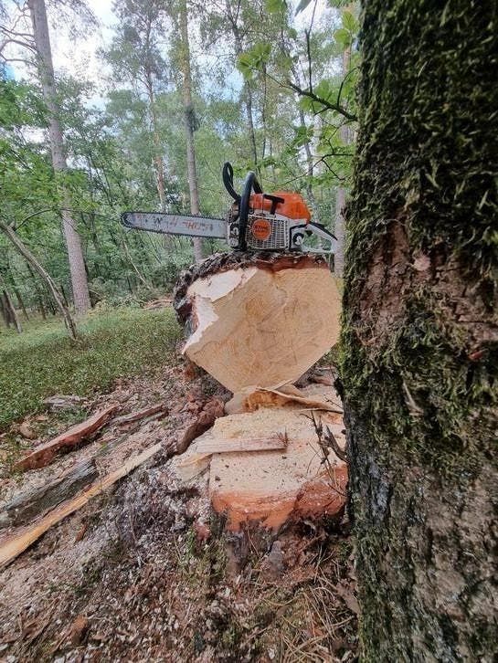 Boom verwijderen/stormschade/kappen/zagen/stobbefrezen