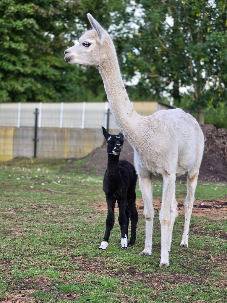 Alpaca’s te koop – merries, Ophalen, Zo goed als nieuw, Overige diersoorten