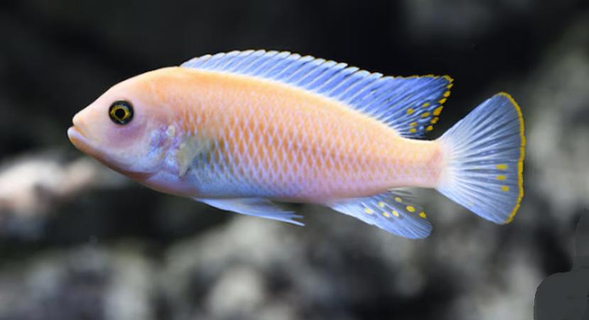 Metriaclima Estherae cichlid, Vis, Zoetwatervis, Schoolvis
