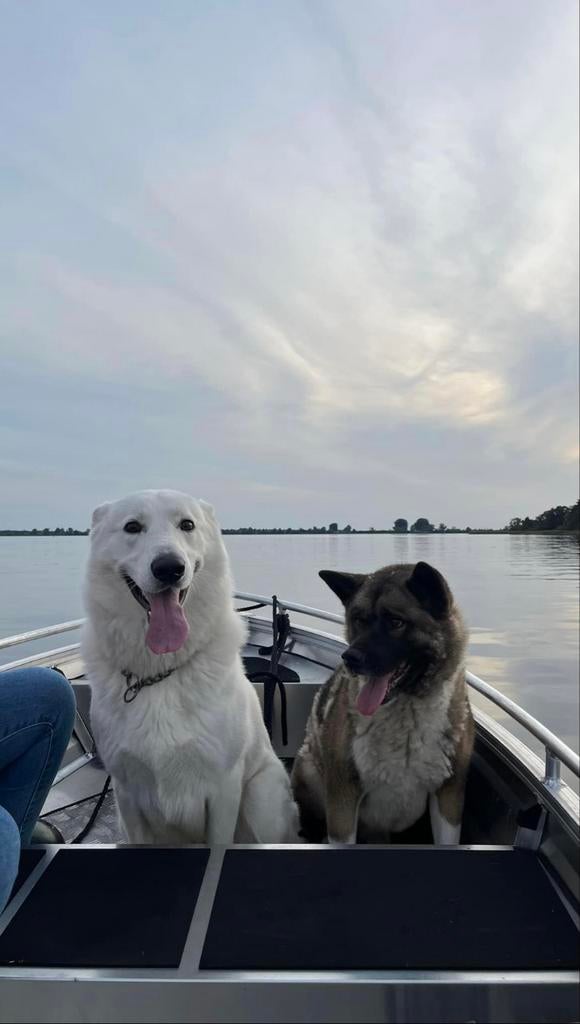 Zwitserse witte herder dekreu aangeboden (NIET TE KOOP), Dieren en Toebehoren, Honden | Dekreuen, Reu, 1 tot 2 jaar, Eén hond