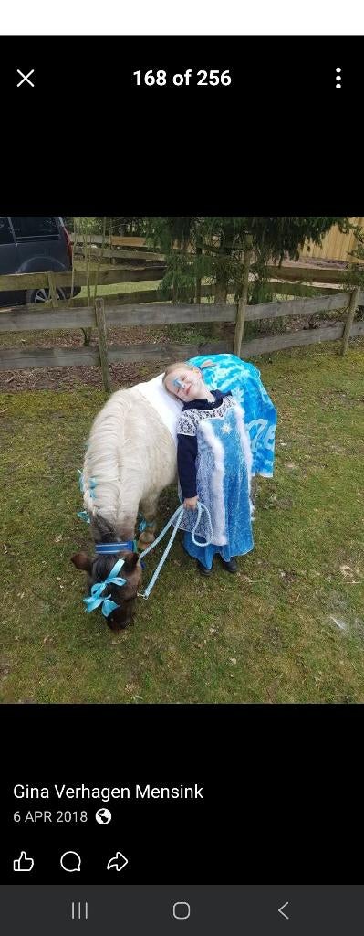 Verzorgpaard gezocht, Dieren en Toebehoren, Toebehoren, 4 paarden of pony's of meer
