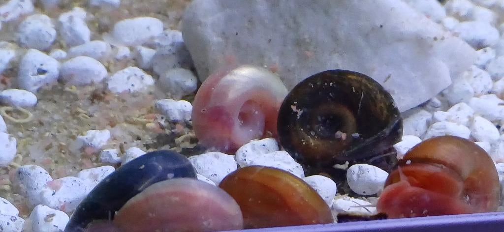 Posthoorn slakjes, Dieren en Toebehoren, Vissen | Aquariumvissen, Slak of Weekdier, Zoetwatervis
