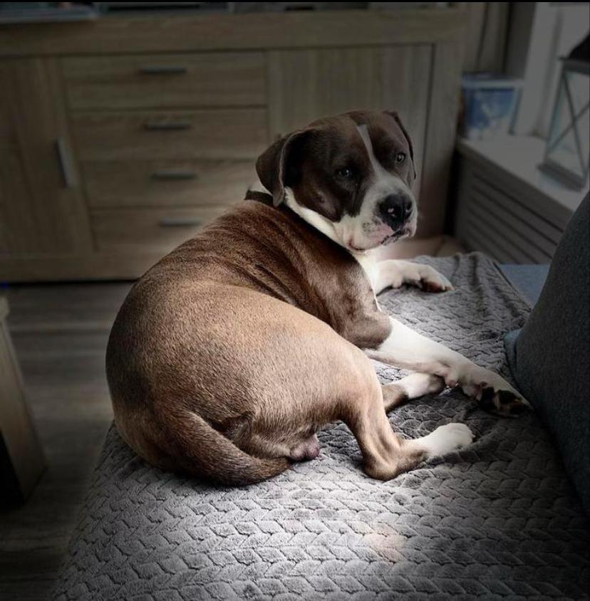 Vaste oppas gezocht, Dieren en Toebehoren, België, Particulier, Reu, American Staffordshire Terriër